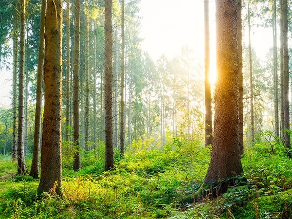 Sanitas Troesch bevorzugt Rohstoffe mit FSC und PEFC Zertifikat
